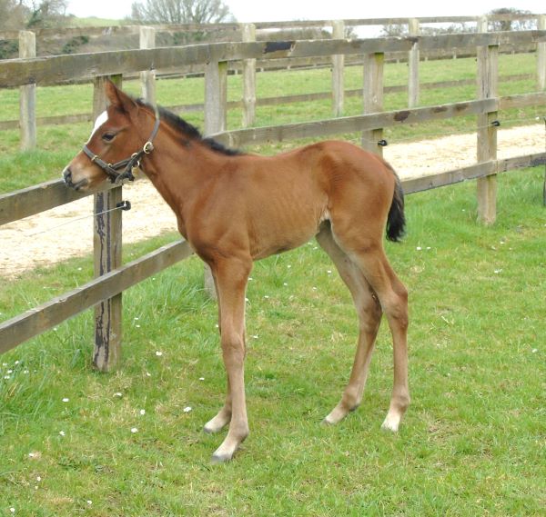 2023 filly by Territories